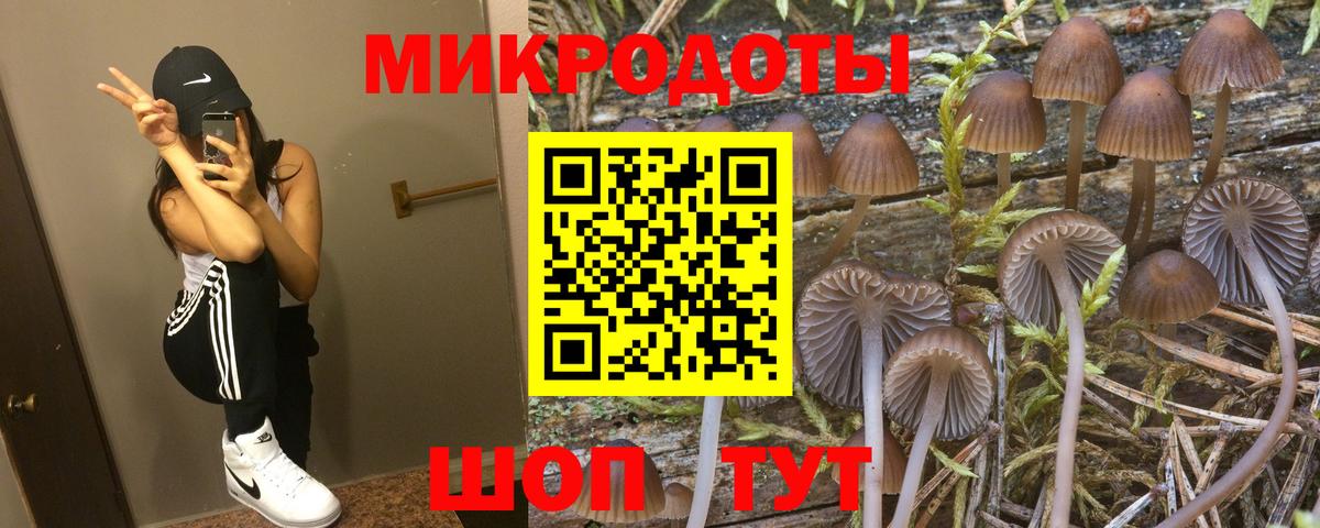 Будённовск  Галлюциногенные грибы Psilocybine cubensis  Вход с VPN 